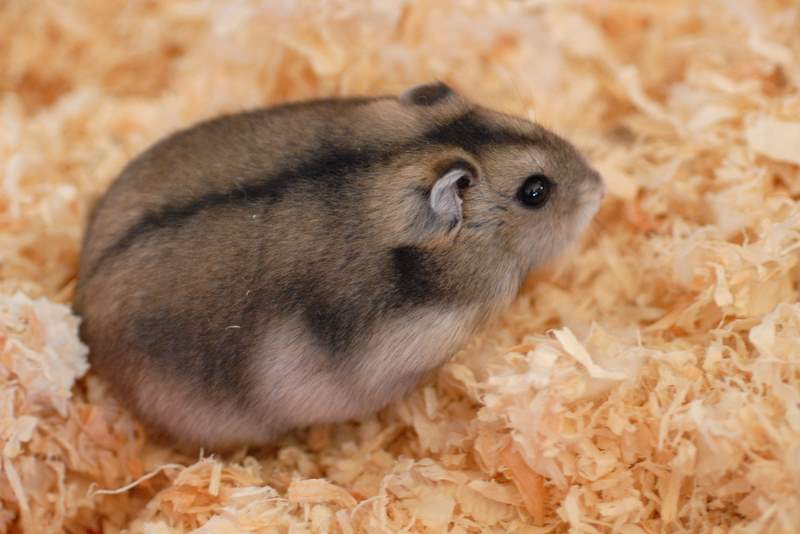 Rata-rata berat hamster