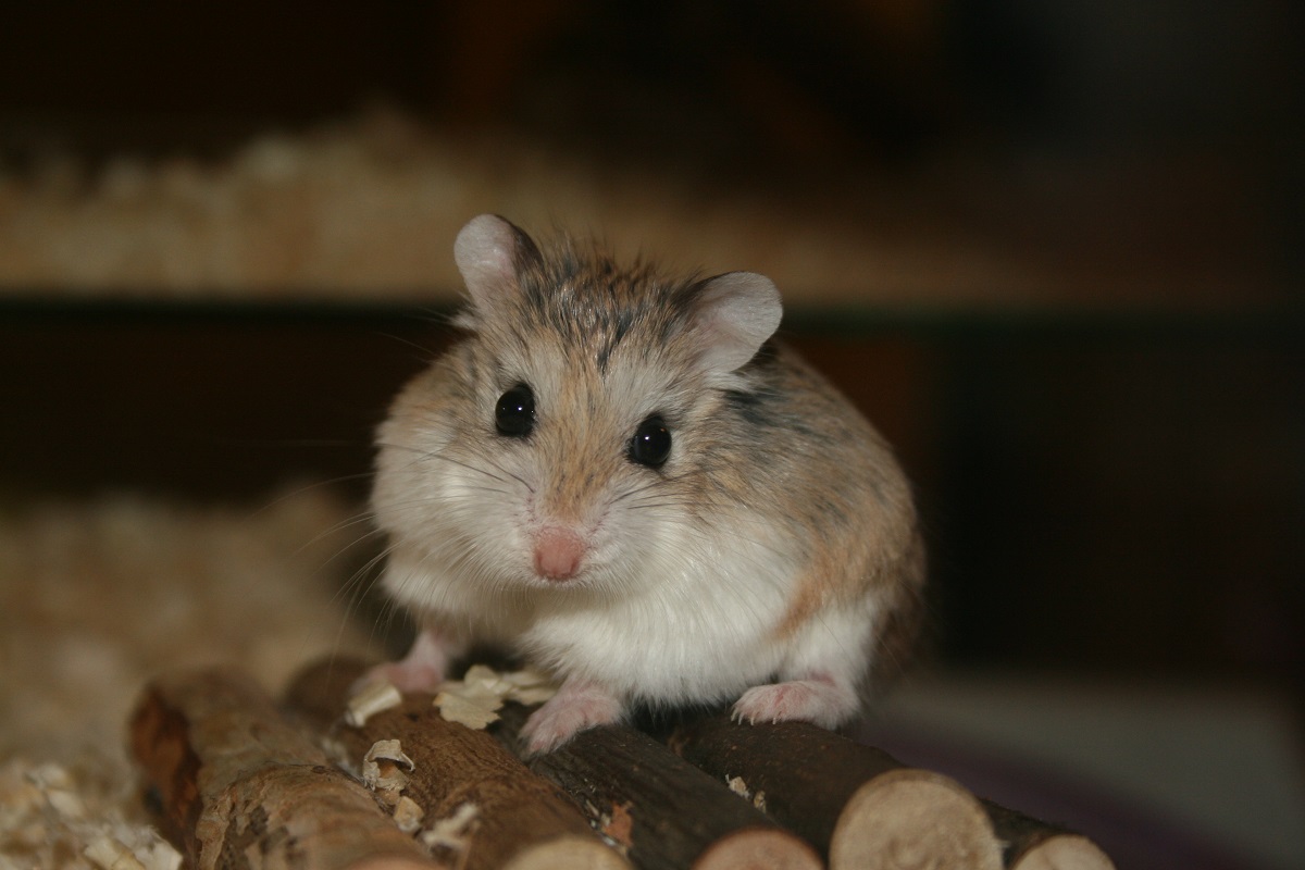 Rata-rata berat hamster