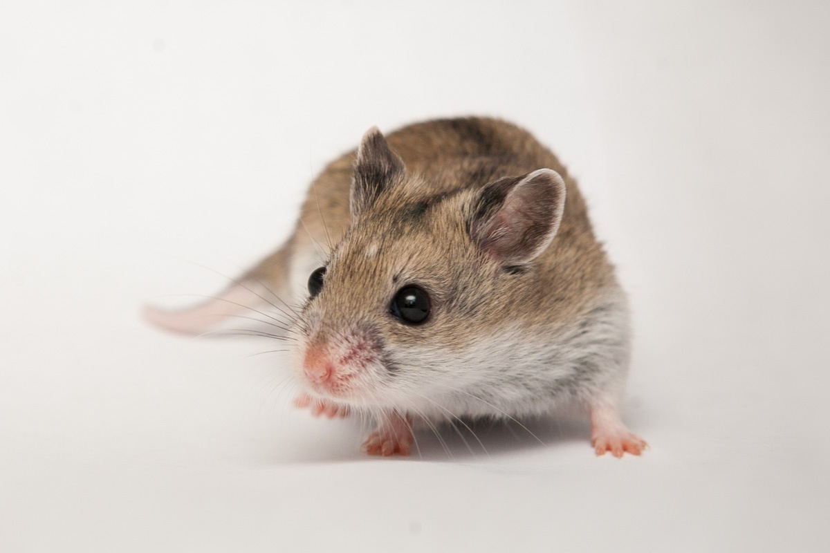 Rata-rata berat hamster