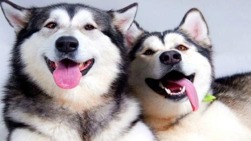 Is Husky Worth It: 10 Things That Anda perlu tahu tentang trah ini