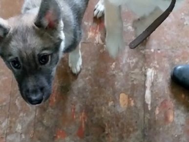 Anjing Husky