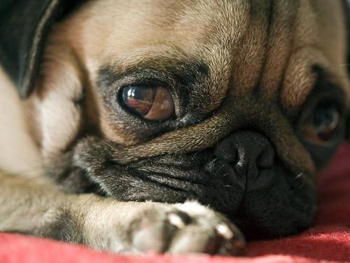 Kejang dan serangan epilepsi pada anjing