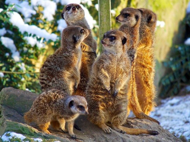 Meerkat. Meskipun meerkat adalah predator, mereka, pada umumnya, hewan omnivora. Mereka memakan bulu-bulu untuk segala sesuatu yang tidak bisa lepas darinya - serangga dan reptil apa pun.