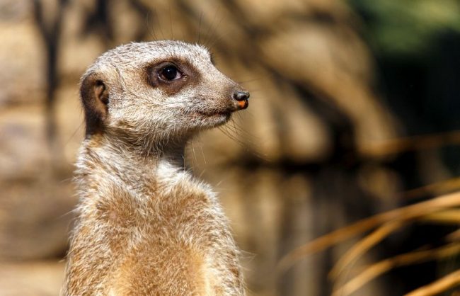 Meerkat bisa tinggal di rumah. Khawatir tentang perumahannya dan nutrisi yang tepat.