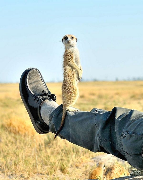 Meerkat buatan sendiri suka memanjat tuannya