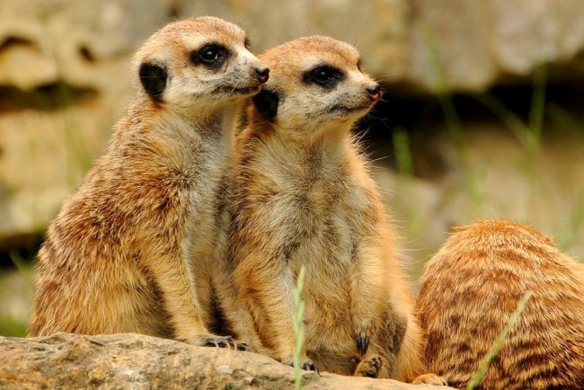Meerkat adalah perwakilan kecil dari spesies luwak. Betina biasanya lebih besar daripada jantan, dan matriarki memerintah dalam keluarga hewan-hewan ini