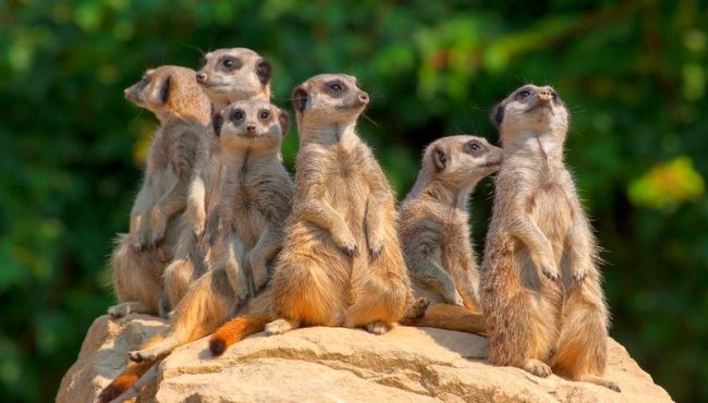 Meerkat. Prinsip utama keberadaan kawanan itu adalah kolektivisme - hewan berburu, makan, bersantai bersama. Dengan upaya bersama, meerkat dapat melakukan operasi militer yang cukup serius