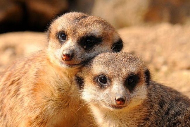 Meerkat adalah binatang yang sangat lembut dan penyayang