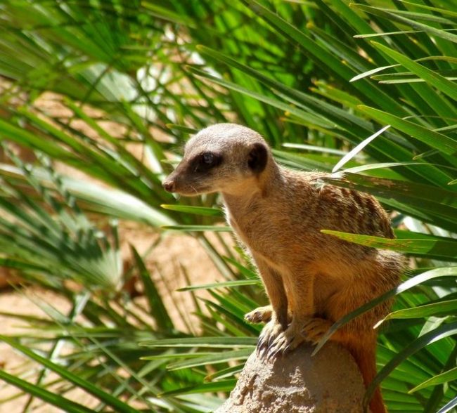 Beberapa meerkat terletak di situs berbatu di mana kamu tidak bisa menggali perumahan yang cocok. Dalam hal ini, mereka mencari gua atau ngarai yang cocok di mana mereka bisa merasa aman.