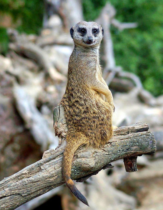 Meerkat. Apa pun yang dilakukan kawanan domba, selalu penjaga 1 - 2 penjaga, merentangkan tubuh dengan tali genap dan mengintip ke kejauhan