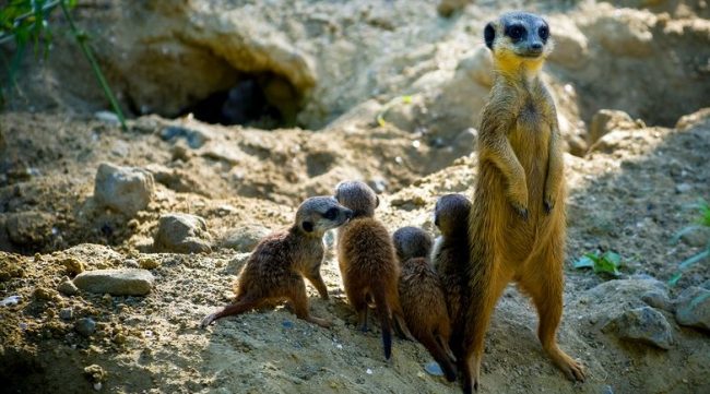 Meerkat berdiri menjaga dan menjaga yang muda