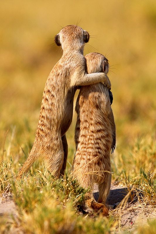 Meerkat. Sungguh cinta!