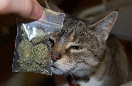 Kucing dan sekantong ganja
