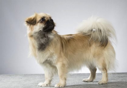 Tibetan spaniel dengan latar belakang abu-abu