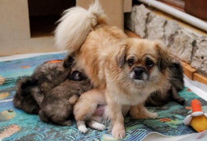 Mom Tibby memberi makan anak anjing di atas selembar kertas