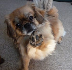 Tibetan Spaniel mengulurkan cakarnya