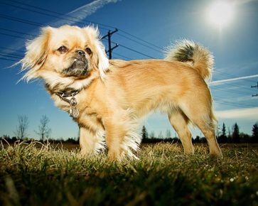 Tibetan Spaniel berdiri di lapangan