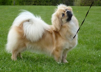 Tibetan Spaniel berjalan-jalan dengan tali