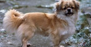 Tibetan Spaniel berdiri di jalan