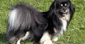 Spaniel Tibet Hitam di atas rumput