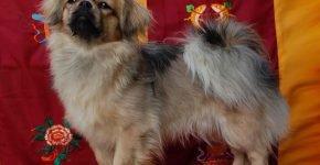 Tibetan Spaniel ada di sofa