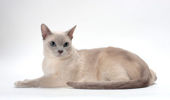 Kucing Tonkin