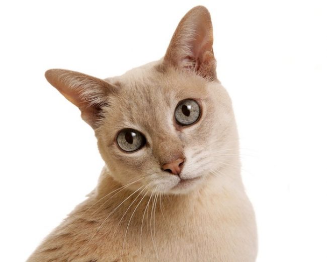 Kucing Tonkin