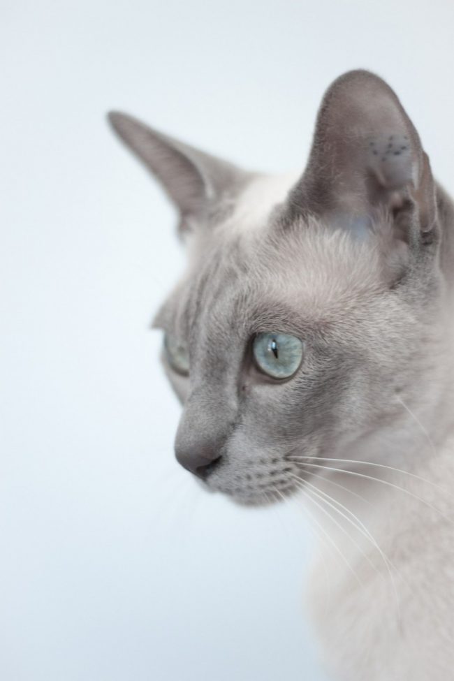 Kucing Tonkin