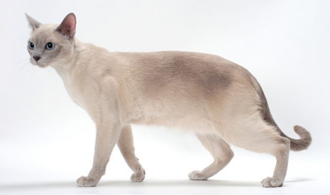 Kucing Tonkin