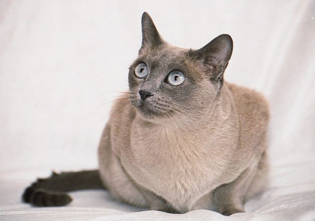 Kucing Tonkin