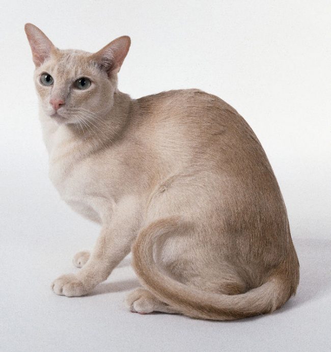 Kucing Tonkin