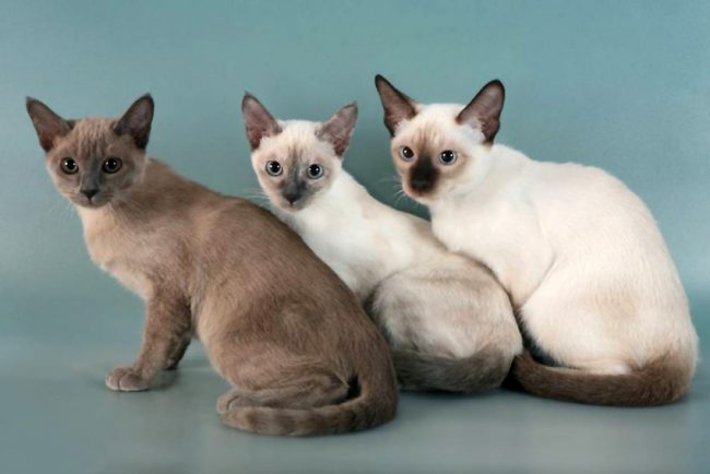 Kucing Tonkin