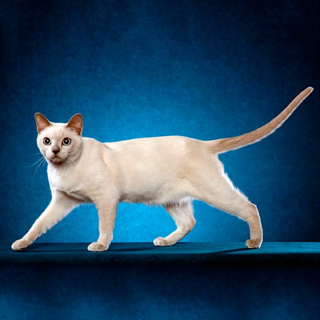 Kucing Tonkin