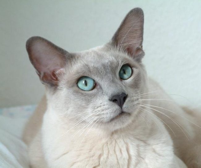 Kucing Tonkin