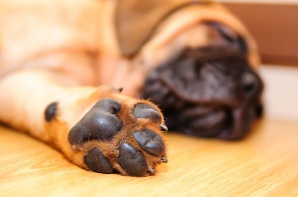 Anjing itu kedinginan, apa yang harus dilakukan. Baca artikel