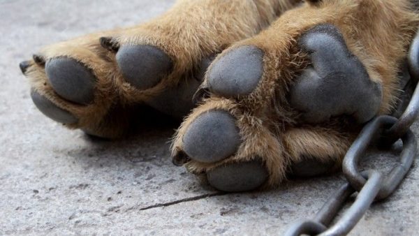 Anjing itu kedinginan, apa yang harus dilakukan