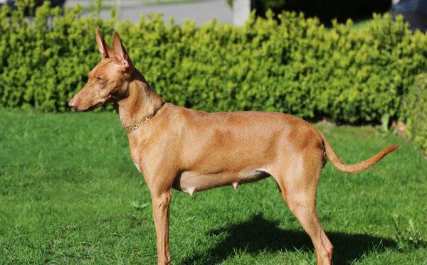 anjing hamil di alam