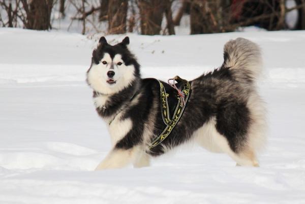 Semua warna Husky: deskripsi foto