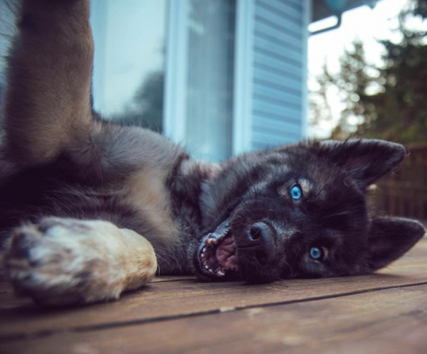 Semua warna Husky: deskripsi foto