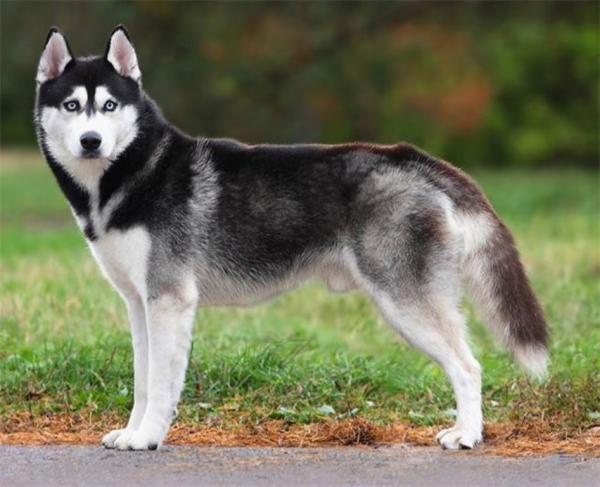 Semua warna Husky: deskripsi foto