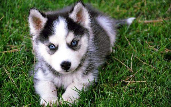 Semua warna Husky: deskripsi foto