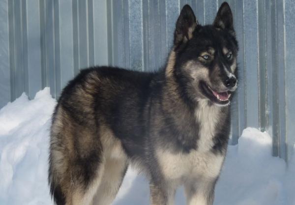 Semua warna Husky: deskripsi foto