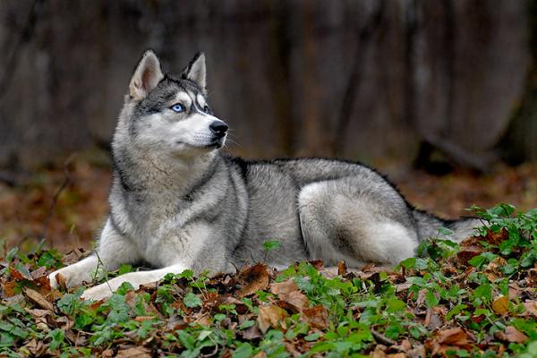 Semua warna Husky: deskripsi foto