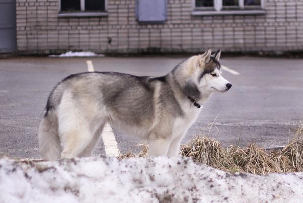 Semua warna Husky: deskripsi foto