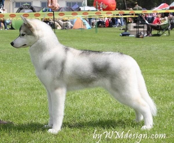 Semua warna Husky: deskripsi foto