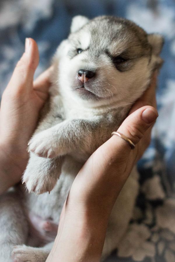 Semua warna Husky: deskripsi foto