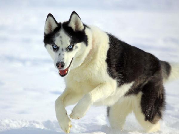 Semua warna Husky: deskripsi foto