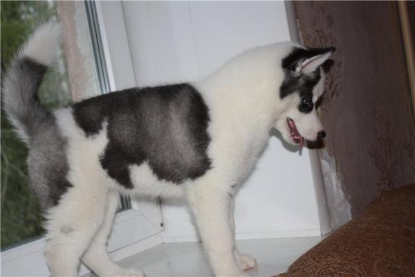 Semua warna Husky: deskripsi foto