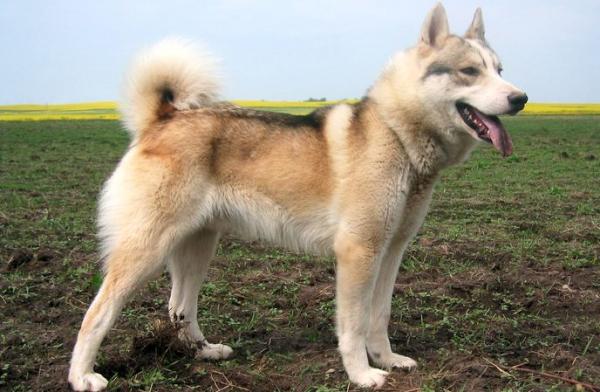 Semua warna Husky: deskripsi foto