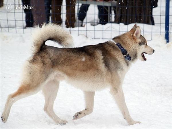 Semua warna Husky: deskripsi foto